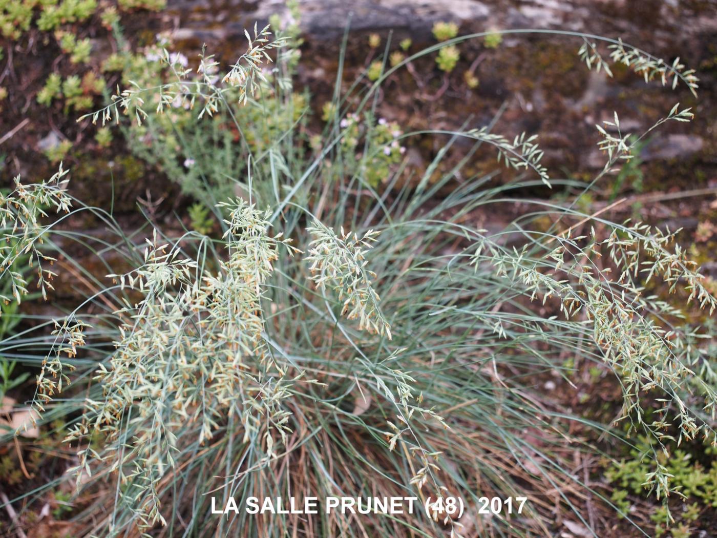 Fescue, (Auvergne) plant
